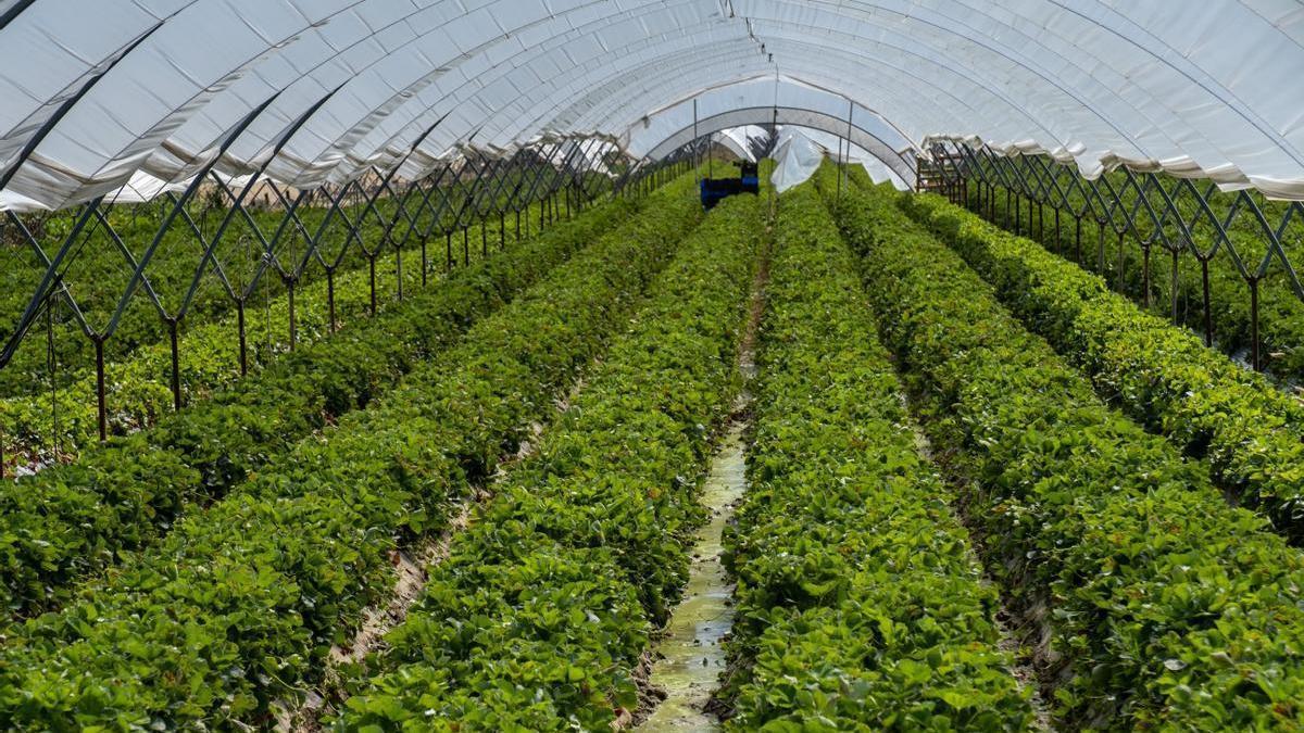 Cultivo de fresas bajo en una finca ubicada en Moguer, Huelva.