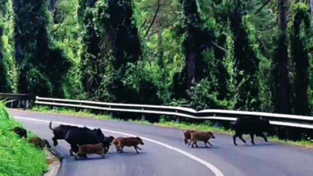 Fotograma del vídeo, en el que se ve parte de la piara de hembras y jabatos grabados en las inmediacione de Mutriku.