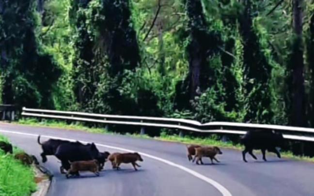 Fotograma del vídeo, en el que se ve parte de la piara de hembras y jabatos grabados en las inmediacione de Mutriku.