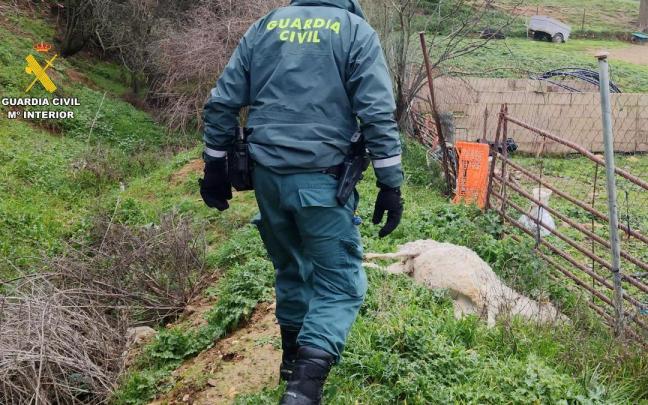 Uno de los animales muertos en la explotación ganadera de Uceda. / Guardia Civil Uno de los animales muertos en la explotación ganadera de Uceda.