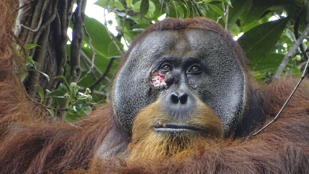 Rakus, el orangután de Sumatra con la herida debajo del ojo.