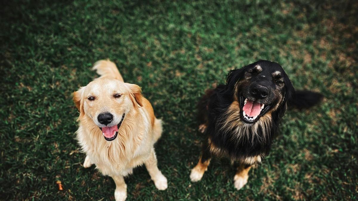 El nombre de perro más bonito en euskera, según la inteligencia artificial