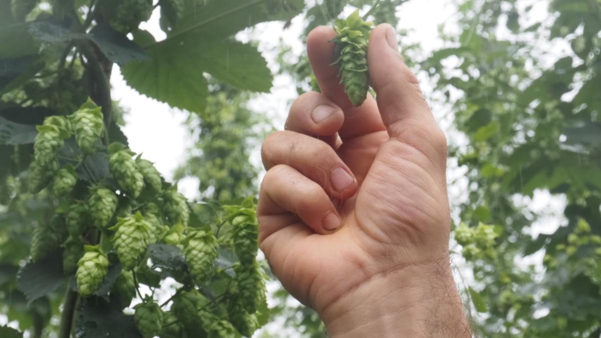 Flor de lúpulo, en pleno proceso de maduración camino de la época de cosecha, que se lleva a cabo a finales de agosto y comienzos de septiembre.