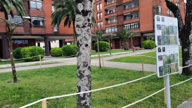La conservación de las orquídeas silvestres de Zarautz requiere un cuidado específico en el mantenimiento de las zonas verdes.