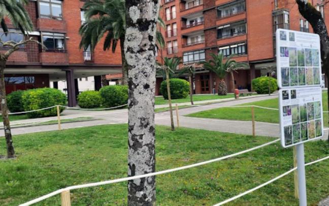 La conservación de las orquídeas silvestres de Zarautz requiere un cuidado específico en el mantenimiento de las zonas verdes.