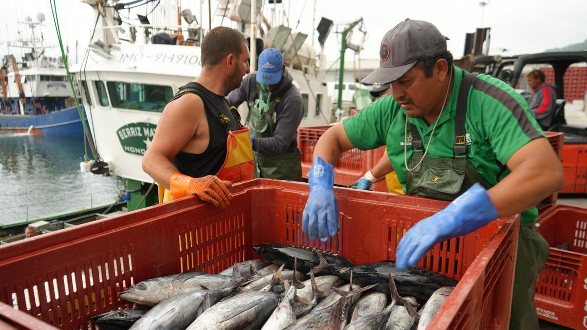 Una vez de que el producto llega a las lonjas, comienza toda la gestión para pesarlo, organizarlo por lotes homogéneos y etiquetarlo con todo detalle.