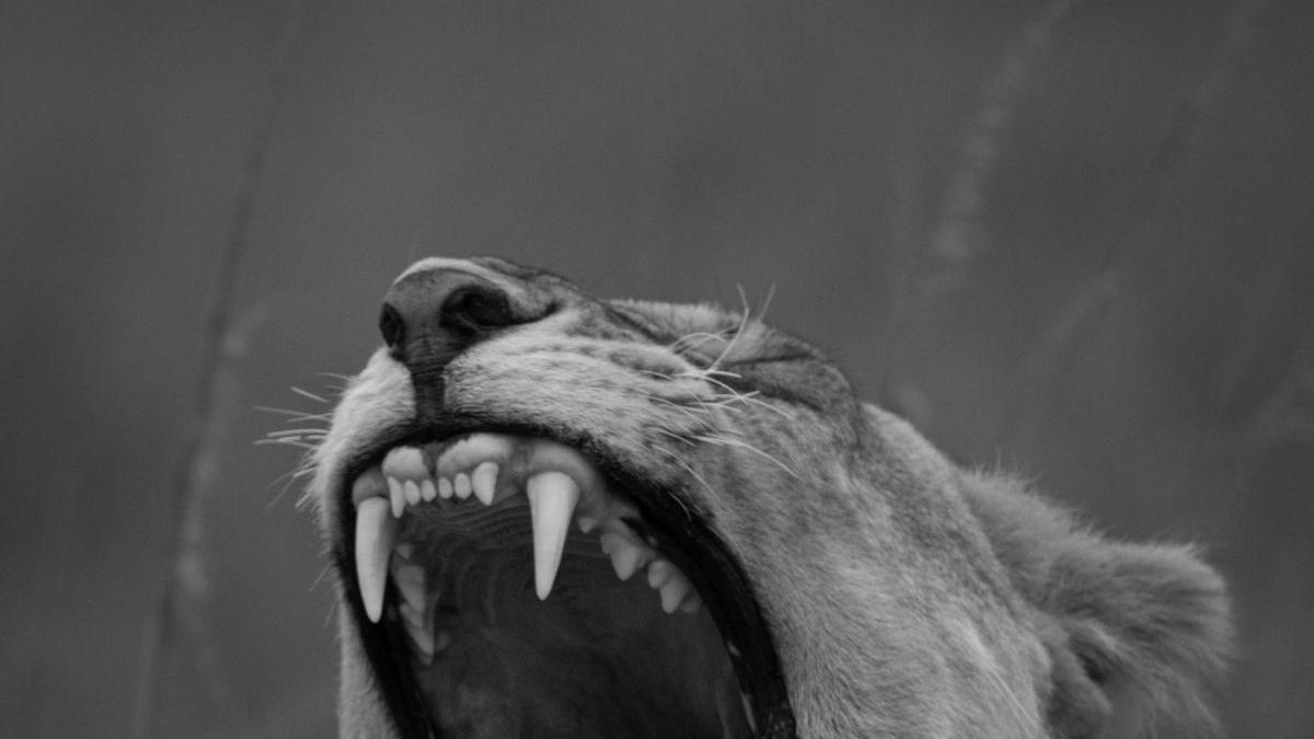 Fotografías de animales salvajes