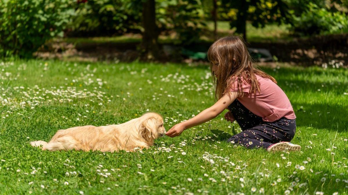 La mejor raza de perro para tener en casa si tienes niños, según la inteligencia artificial