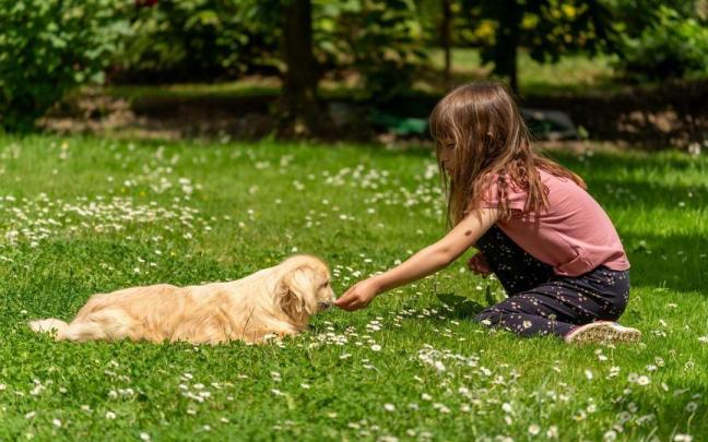 La mejor raza de perro para tener en casa si tienes niños, según la inteligencia artificial