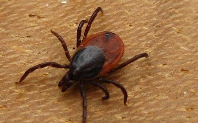 Imagen ampliada de una garrapata en la piel
