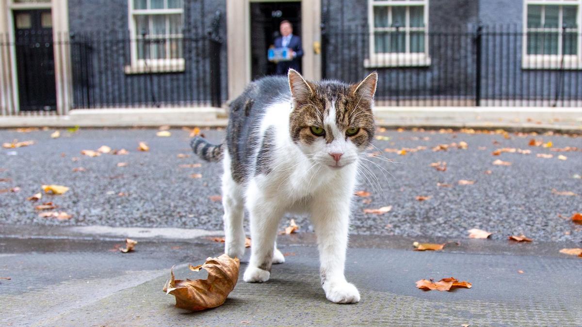 Larry, el famoso gato de Downing Street.