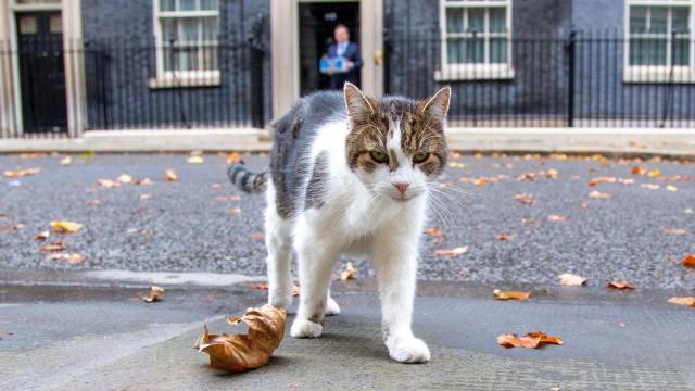 Larry, el famoso gato de Downing Street.