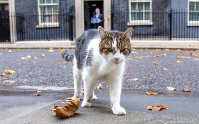 Larry, el famoso gato de Downing Street.