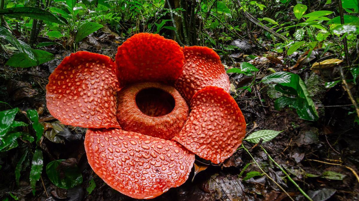 La flor de Rafflesia, de dimensiones gigantes.