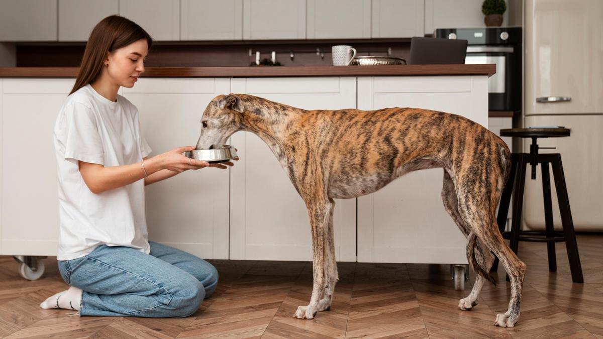 Hay que evitar que los perros altos fuercen su postura al comer.