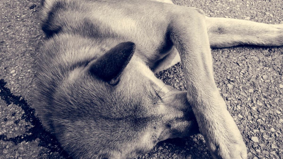 Un perro dolorido se rasca el hocico.