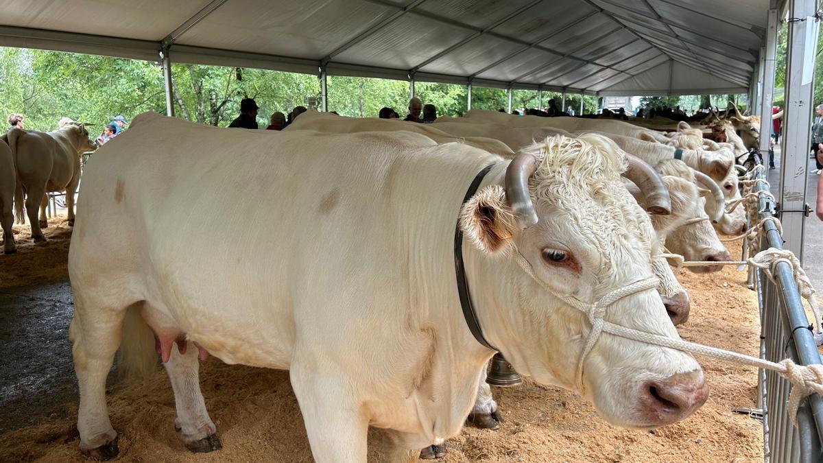 La feria se celebrará este domingo