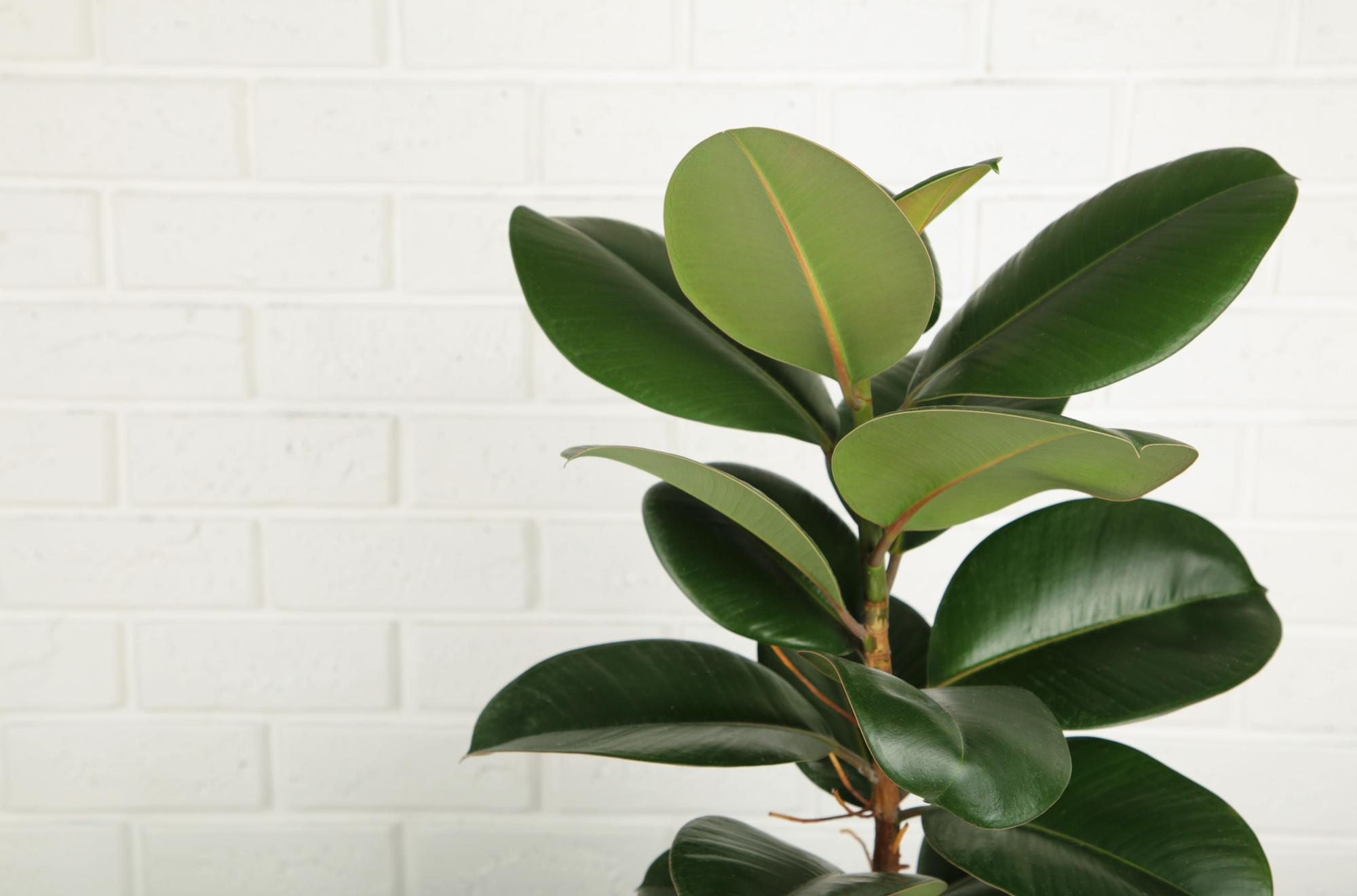 Ficus robusta.