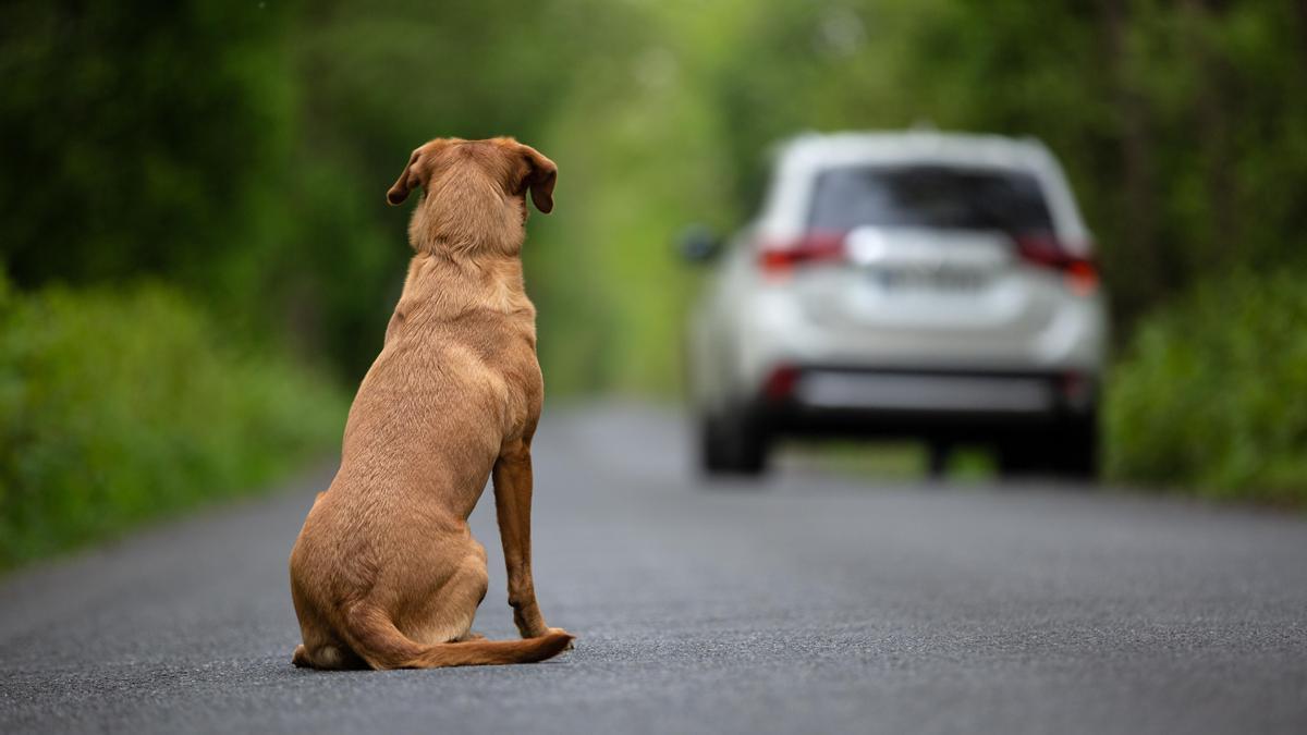 Un perro es abandonado en una carretera.