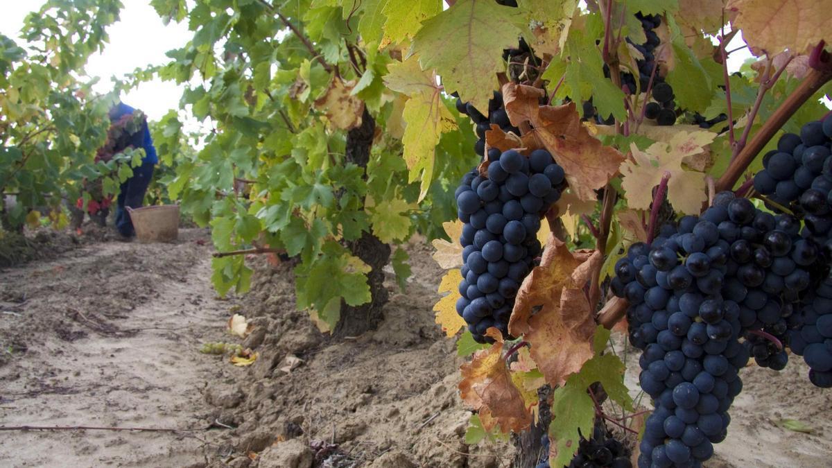 Viñedos repletos de uva en la comarca.