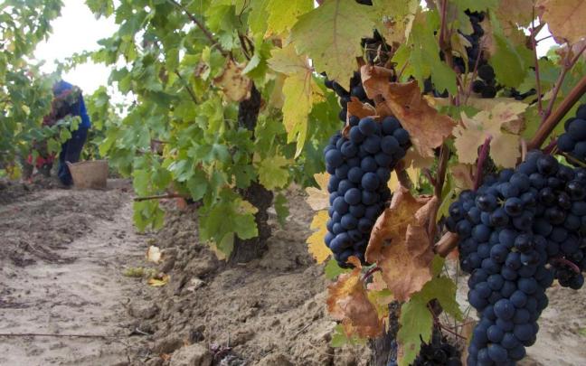 Viñedos repletos de uva en la comarca.