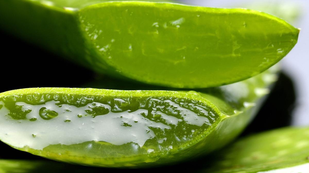 Planta de Aloe vera.
