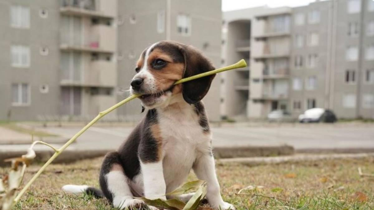 Perro con una rama en la boca.