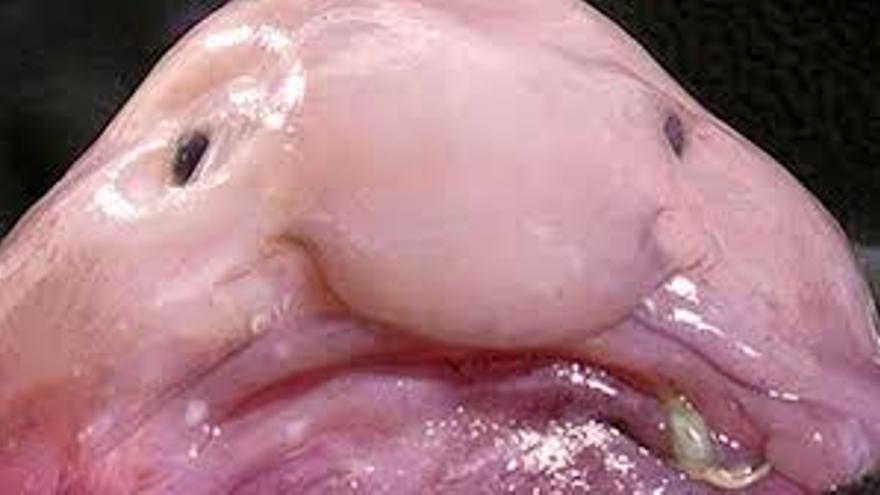 El animal más feo del mundo.