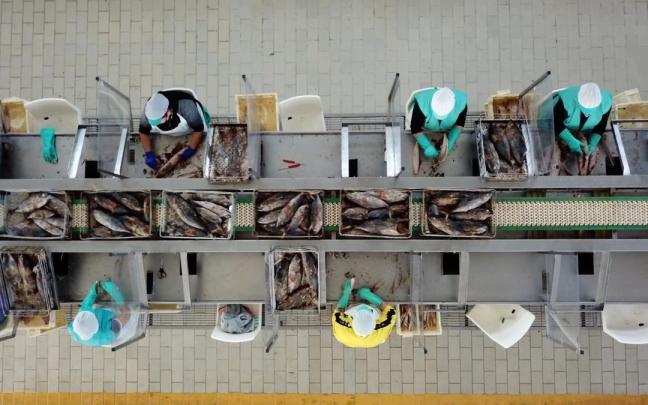 El sector de la conserva pesquera es uno de los que aglutina mayor presencia de mujeres trabajadoras. El sector de la conserva pesquera es uno de los que aglutina mayor presencia de mujeres trabajadoras.
