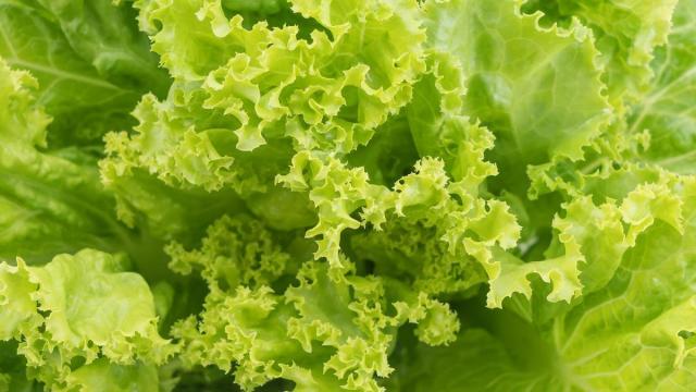 Unas hojas de lechuga.