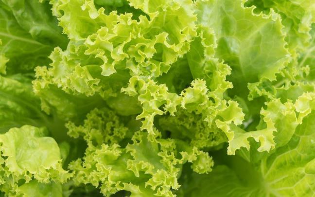 Unas hojas de lechuga.