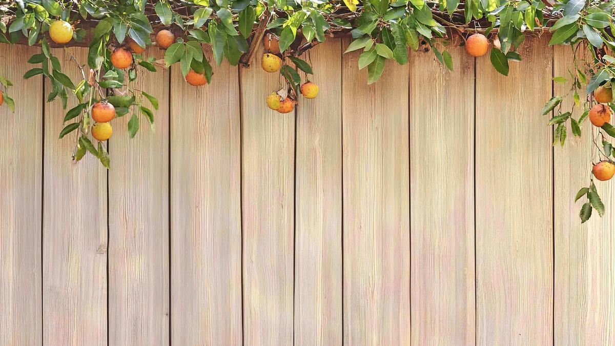Ramas de un árbol frutal sobre una valla de madera.
