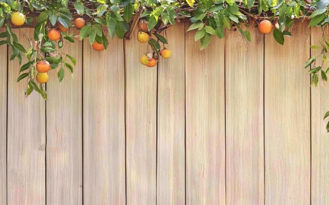Ramas de un árbol frutal sobre una valla de madera.
