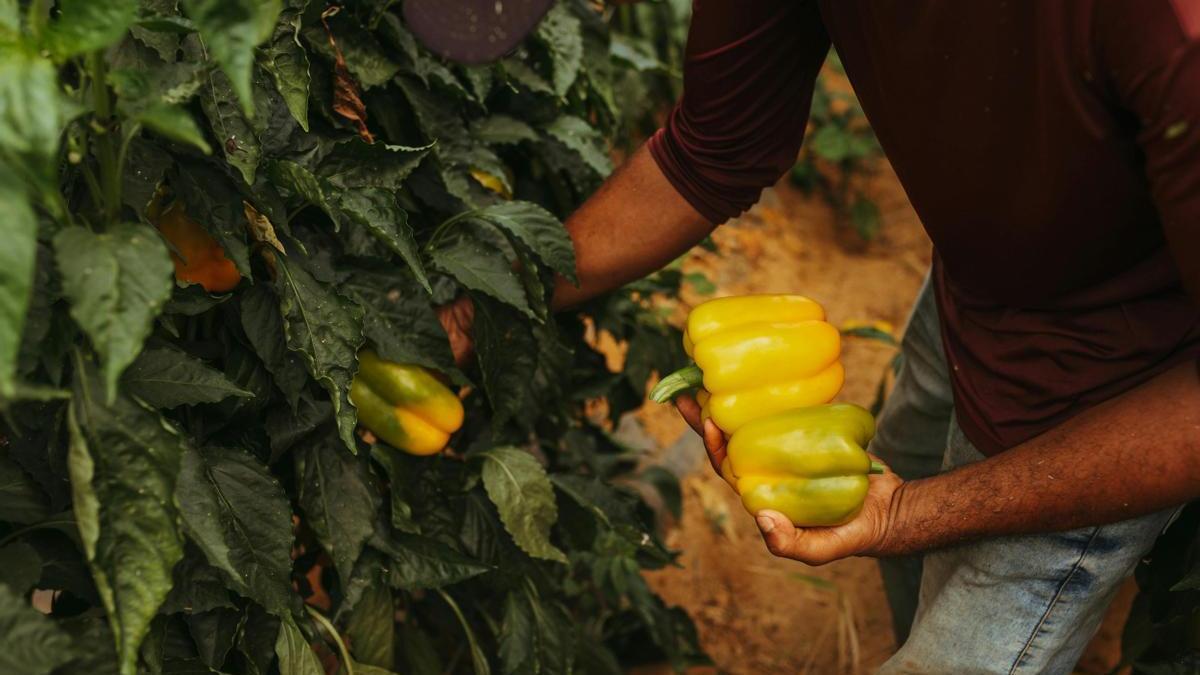 Pimientos amarillos recién recogidos
