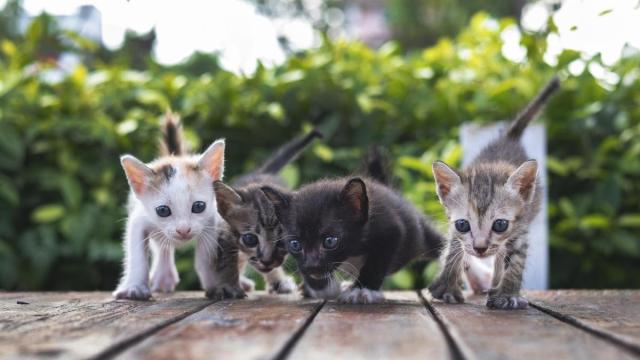Unos cachorros de gato salen a explorar el mundo. / Freepik Unos cachorros de gato salen a explorar el mundo.