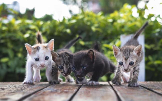 Unos cachorros de gato salen a explorar el mundo. / Freepik Unos cachorros de gato salen a explorar el mundo.