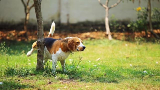 Un perro de raza beagle marca un árbol con su orina. Un perro de raza beagle marca un árbol con su orina.
