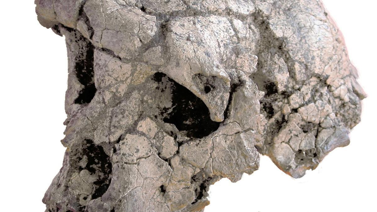El cráneo Toumai del más antiguo de los homínidos.