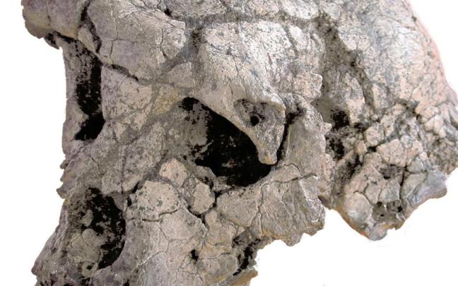El cráneo Toumai del más antiguo de los homínidos.
