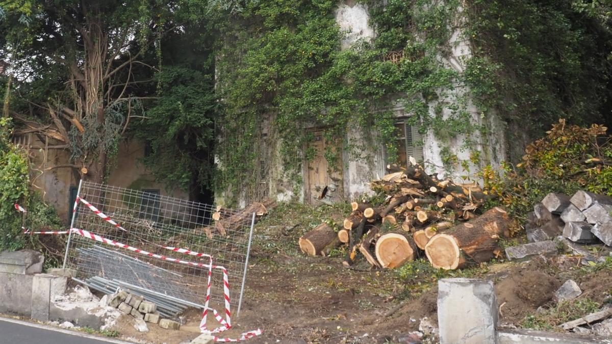 Restos de los árboles que fueron taladas en la zona de Azkiaga a comienzos del mes de junio.