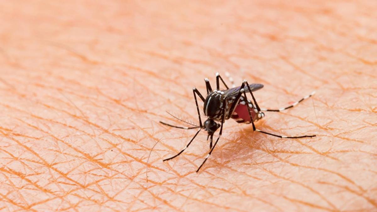 Imagen de un mosquito en una piel humana