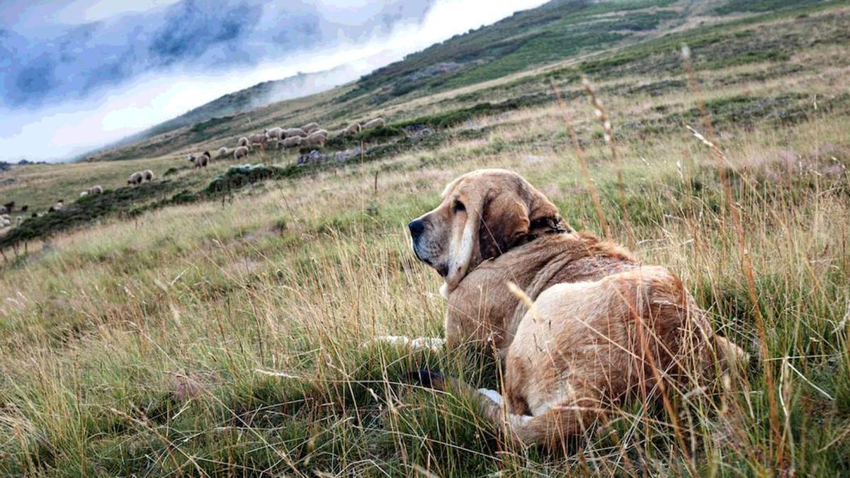 Imagen de un perro mastín.