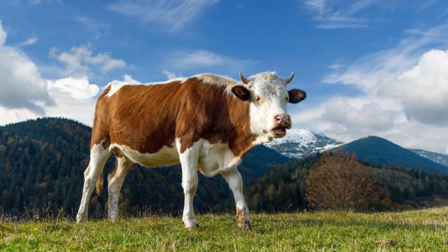 Una vaca ajena a esta historia.