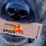 campeonato IGP perros Vitoria 