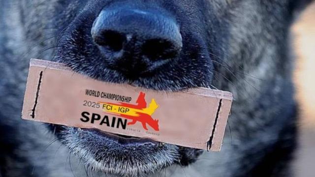 campeonato IGP perros Vitoria 