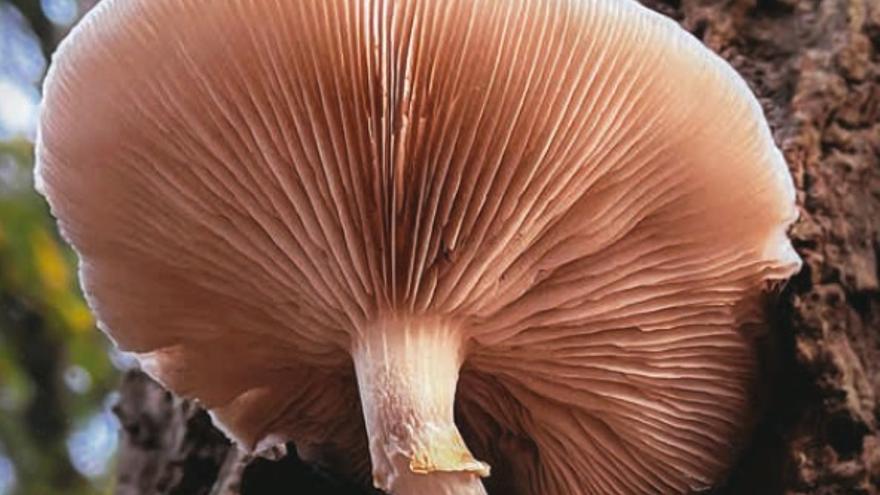 Zornotza se llenara de setas este fin de semana