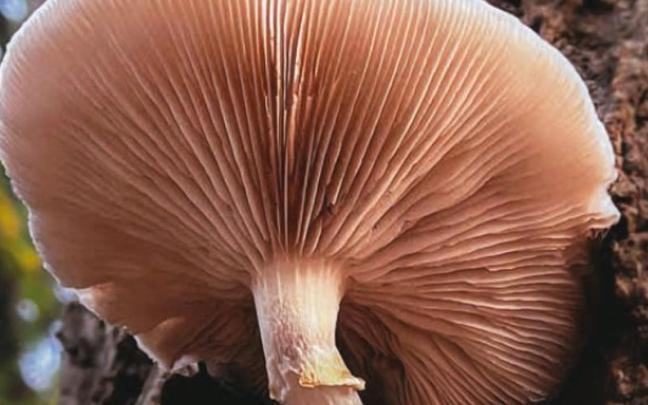 Zornotza se llenara de setas este fin de semana