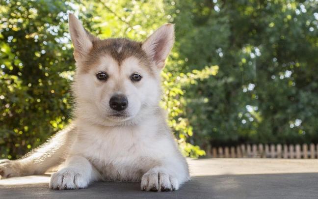 El cachorro era una mezcla de husky y otras razas. El cachorro era una mezcla de husky y otras razas.