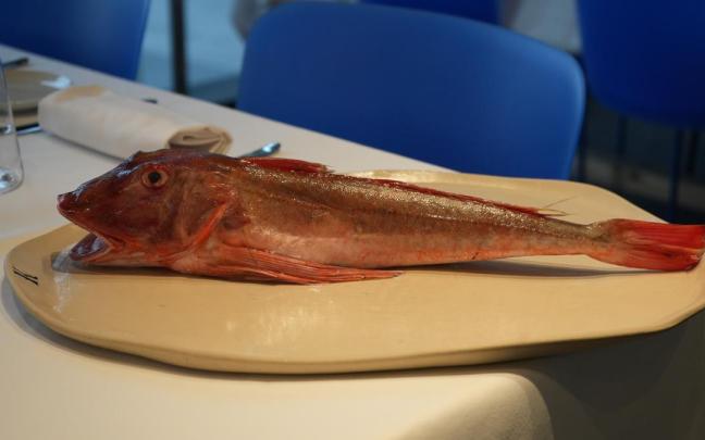 El arraigorri es uno de esos pescados que en la cocina marcan la diferencia. Su carne firme y sabrosa se presta a deliciosas preparaciones