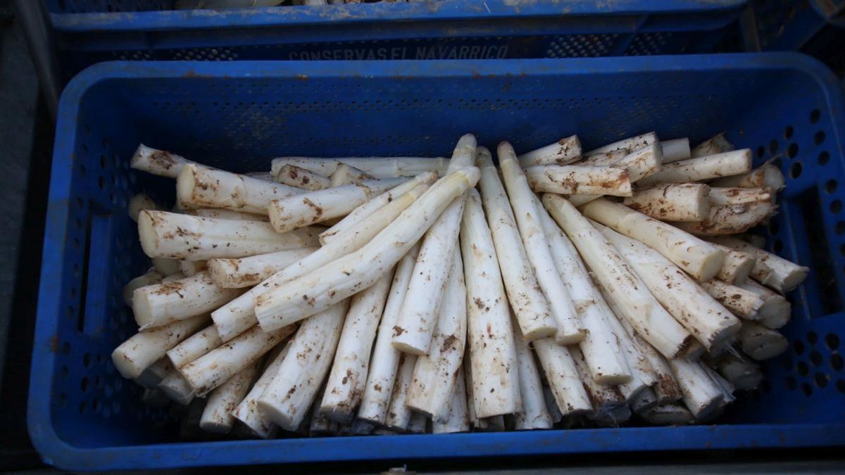 Un barca de espárragos recién recolectados